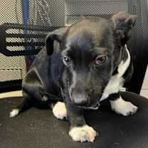 Thumbnail photo of Rafiki #2