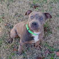 Thumbnail photo of Moose #1