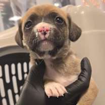 Thumbnail photo of Rayven #4