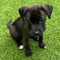 Thumbnail photo of Lola #2