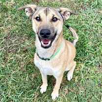 Thumbnail photo of Canelo #1