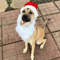 Thumbnail photo of Canelo #2