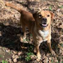 Thumbnail photo of Golden State #1