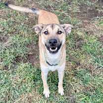 Thumbnail photo of Canelo #4