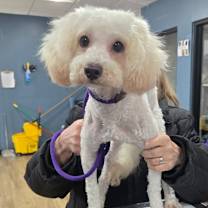 Thumbnail photo of Aurora #1