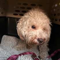 Thumbnail photo of Aurora #2