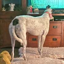 Thumbnail photo of Glinpeir #3