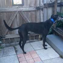 Thumbnail photo of Inislosky Romeo (Romeo) #1