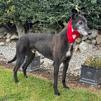 Thumbnail photo of Inislosky Romeo (Romeo) #4