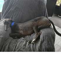 Thumbnail photo of Sadie the Goat (Sadie) #2