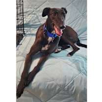 Thumbnail photo of Sadie the Goat (Sadie) #3