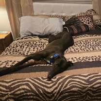 Thumbnail photo of Sadie the Goat (Sadie) #4