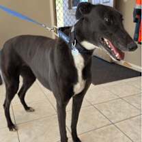 Thumbnail photo of Keiki (Molly) #1