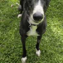 Thumbnail photo of Kaths Chance (Kath) #1