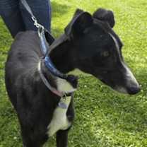 Thumbnail photo of Kaths Chance (Kath) #2