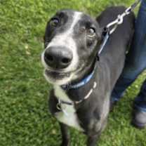 Thumbnail photo of Kaths Chance (Kath) #3