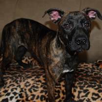 Thumbnail photo of BABOO #2