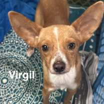 Thumbnail photo of Virgil #1