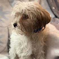 Thumbnail photo of Radiant #3