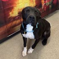 Thumbnail photo of Battenberg 37 #3