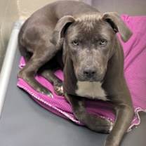 Thumbnail photo of ALICE #1