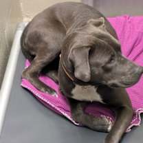 Thumbnail photo of ALICE #2