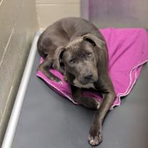 Thumbnail photo of ALICE #3