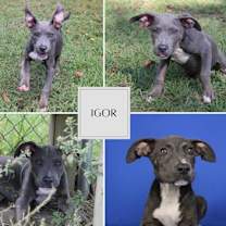 Thumbnail photo of Igor #1