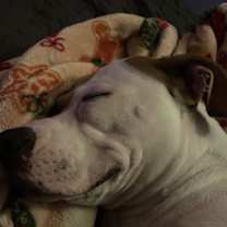 Thumbnail photo of Lulu #3