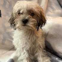 Thumbnail photo of Radiant #1