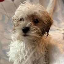 Thumbnail photo of Radiant #2