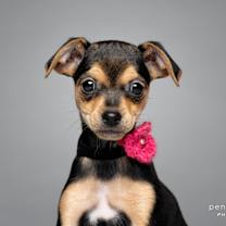 Thumbnail photo of Cocoa #1