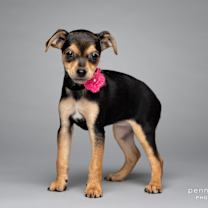 Thumbnail photo of Cocoa #2