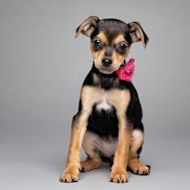 Thumbnail photo of Cocoa #3