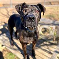 Thumbnail photo of Gravy #4