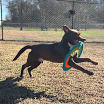 Thumbnail photo of Dumbo #4