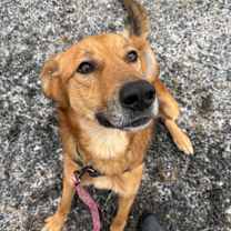 Thumbnail photo of Habanero #4