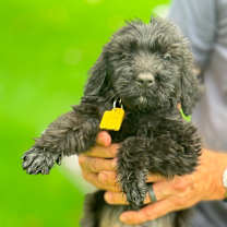 Thumbnail photo of Sirius #3