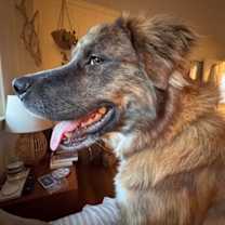 Thumbnail photo of Ringo #3