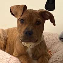 Thumbnail photo of Martini #1