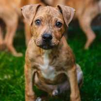 Thumbnail photo of Martini #2