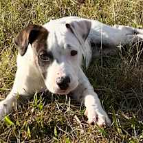 Thumbnail photo of Muddy #2