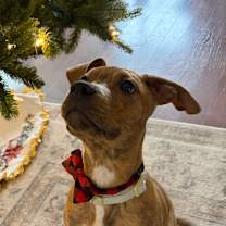 Thumbnail photo of Martini #3