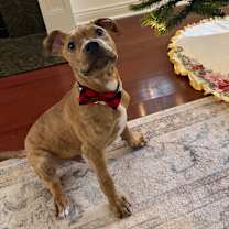 Thumbnail photo of Martini #4