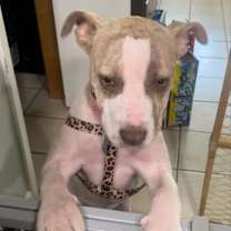 Thumbnail photo of Shara #3