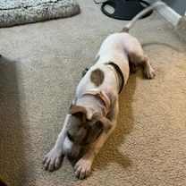 Thumbnail photo of Shara #4