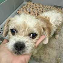 Thumbnail photo of Willow #2