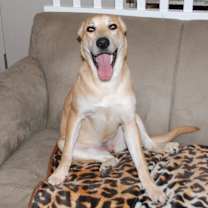 Thumbnail photo of CALLIE #1