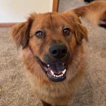 Thumbnail photo of Finn #4