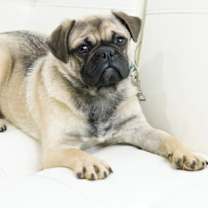 Thumbnail photo of Barnaby #2